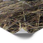 Poster photo Seagull (Coin)