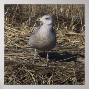 Poster photo Seagull