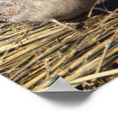 Poster photo Seagull (Coin)