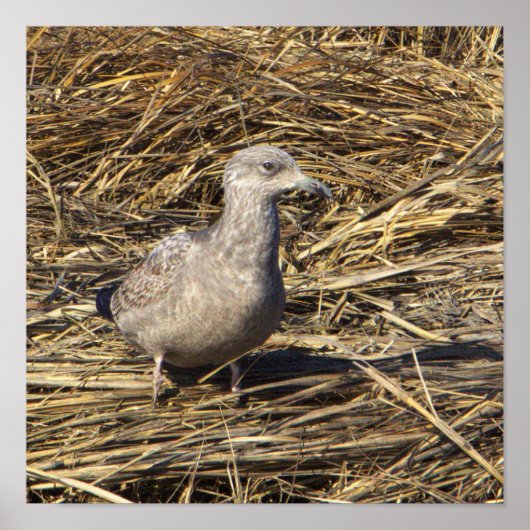 Poster photo Seagull (Devant)