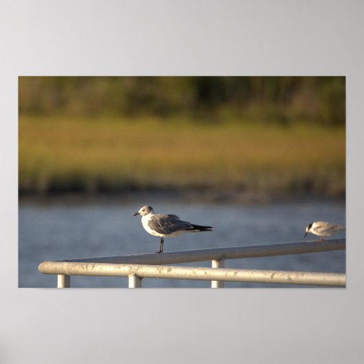 Poster photo Seagull (Devant)