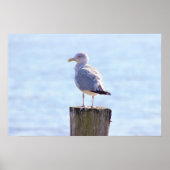 Poster Photo Seagull (Devant)