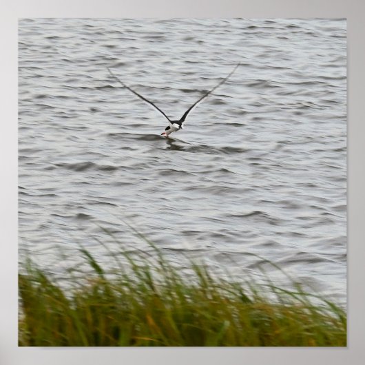 Poster photo Skimmer Bird (Devant)