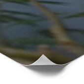 Poster photo Sloth (Coin)