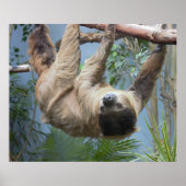 Poster photo Sloth (Devant)