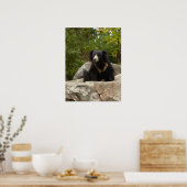 Poster Photo Sloth Bear (Cuisine)