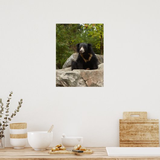Poster Photo Sloth Bear (Cuisine)