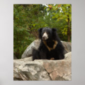 Poster Photo Sloth Bear (Devant)