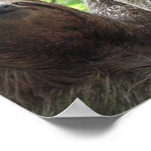 Poster photo Sloth Imprimer (Coin)