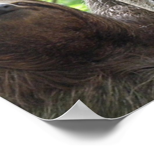 Poster photo Sloth Imprimer (Coin)