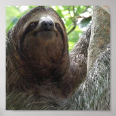 Poster photo Sloth Imprimer (Devant)