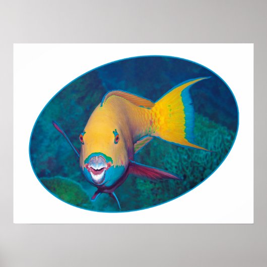 Poster Photo sous-marine de poisson perroquet - Design ph (Devant)
