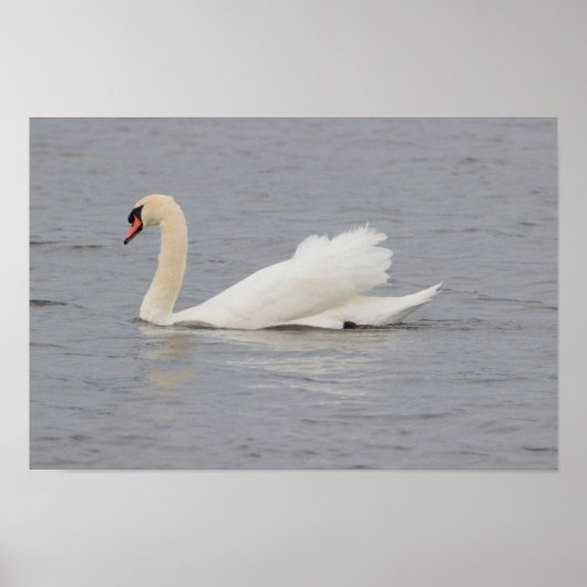 Poster Photo Swan (Devant)