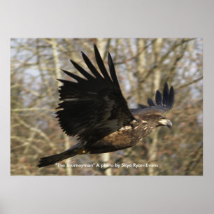 Poster photo "THE JOURNEYMAN" de l'aigle chauve