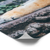 Poster photo Tiger (Coin)