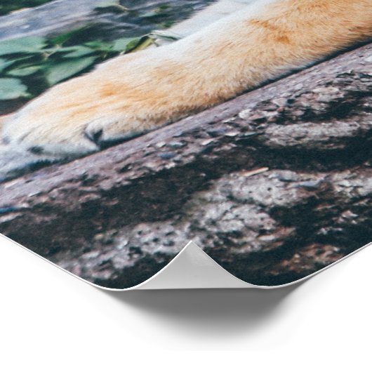 Poster photo Tiger (Coin)