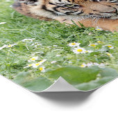 Poster Photo tiger, animaux 0300. (Coin)