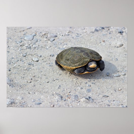 Poster Photo Tortue (Devant)