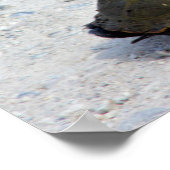 Poster Photo Tortue (Coin)