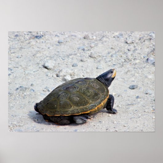 Poster Photo Tortue (Devant)