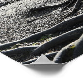 Poster photo Tree Roots (Coin)