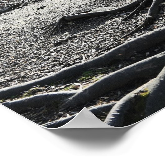 Poster photo Tree Roots (Coin)