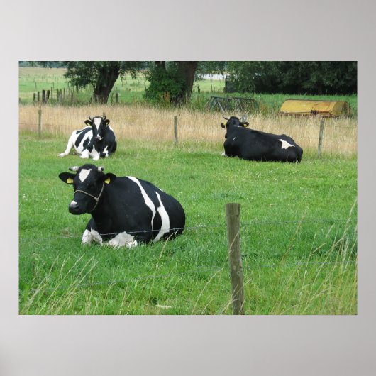 Poster photo Trois vaches assis (Devant)