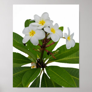 Poster photo Tropical Plumeria