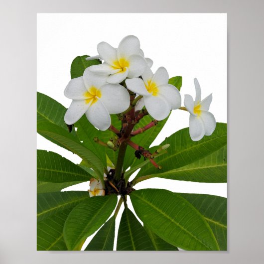 Poster photo Tropical Plumeria (Devant)