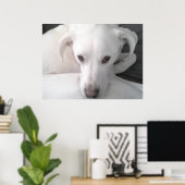 Poster Photo unique de White Labrador Retriever Mix Dog (Bureau à domicile)