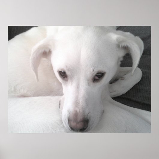 Poster Photo unique de White Labrador Retriever Mix Dog (Devant)