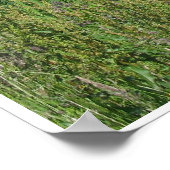 Poster photo vaches (Coin)