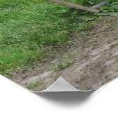 Poster photo vaches (Coin)