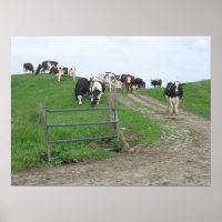 Poster photo vaches