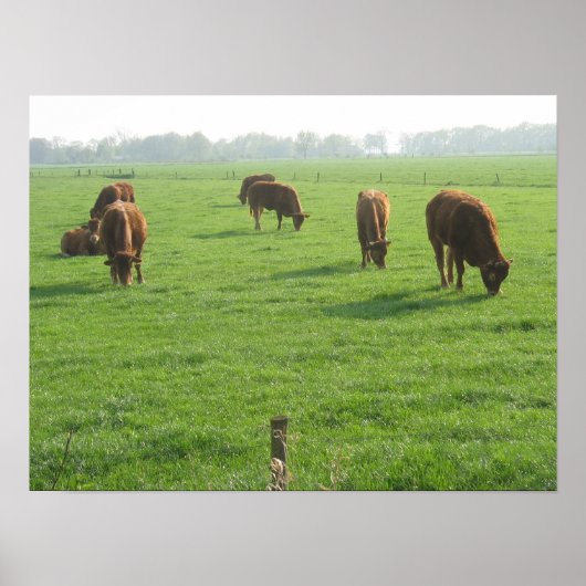 Poster photo vaches Imprimer (Devant)