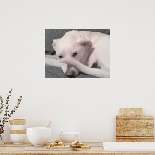 Poster Photo White Dog With Tail on Face Grey (Cuisine)