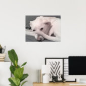 Poster Photo White Dog With Tail on Face Grey (Bureau à domicile)