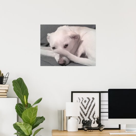 Poster Photo White Dog With Tail on Face Grey (Bureau à domicile)