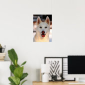 Poster photo White Siberian Husky (Bureau à domicile)