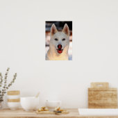 Poster photo White Siberian Husky (Cuisine)