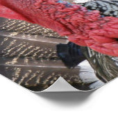 Poster photo Wild Turkey (Coin)