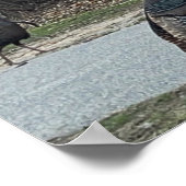 Poster photo Wild Turkeys (Coin)