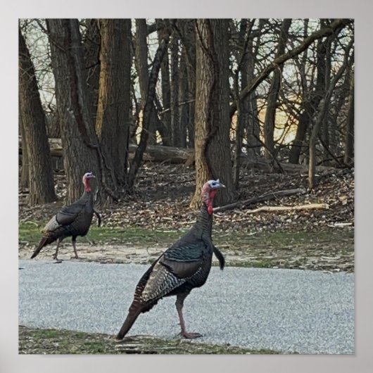 Poster photo Wild Turkeys (Devant)