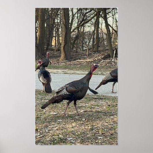Poster photo Wild Turkeys (Devant)