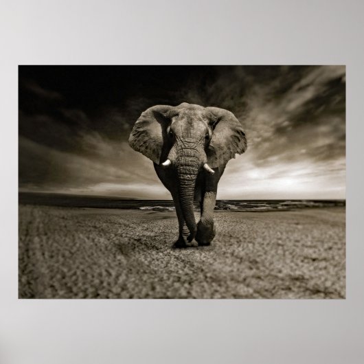 Poster Photo Wildlife Bull Elephant (Devant)