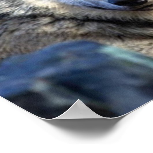 Poster Photo Wolf (Coin)