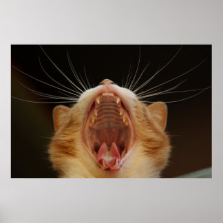 Poster photo Yawning Cat Kitty, Kitten