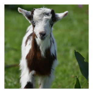 Poster Photo Young Goat