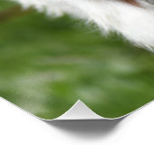 Poster Photo Young Goat (Coin)