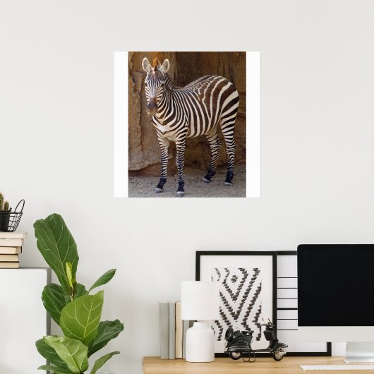 Poster Photo Zebra (Bureau à domicile)